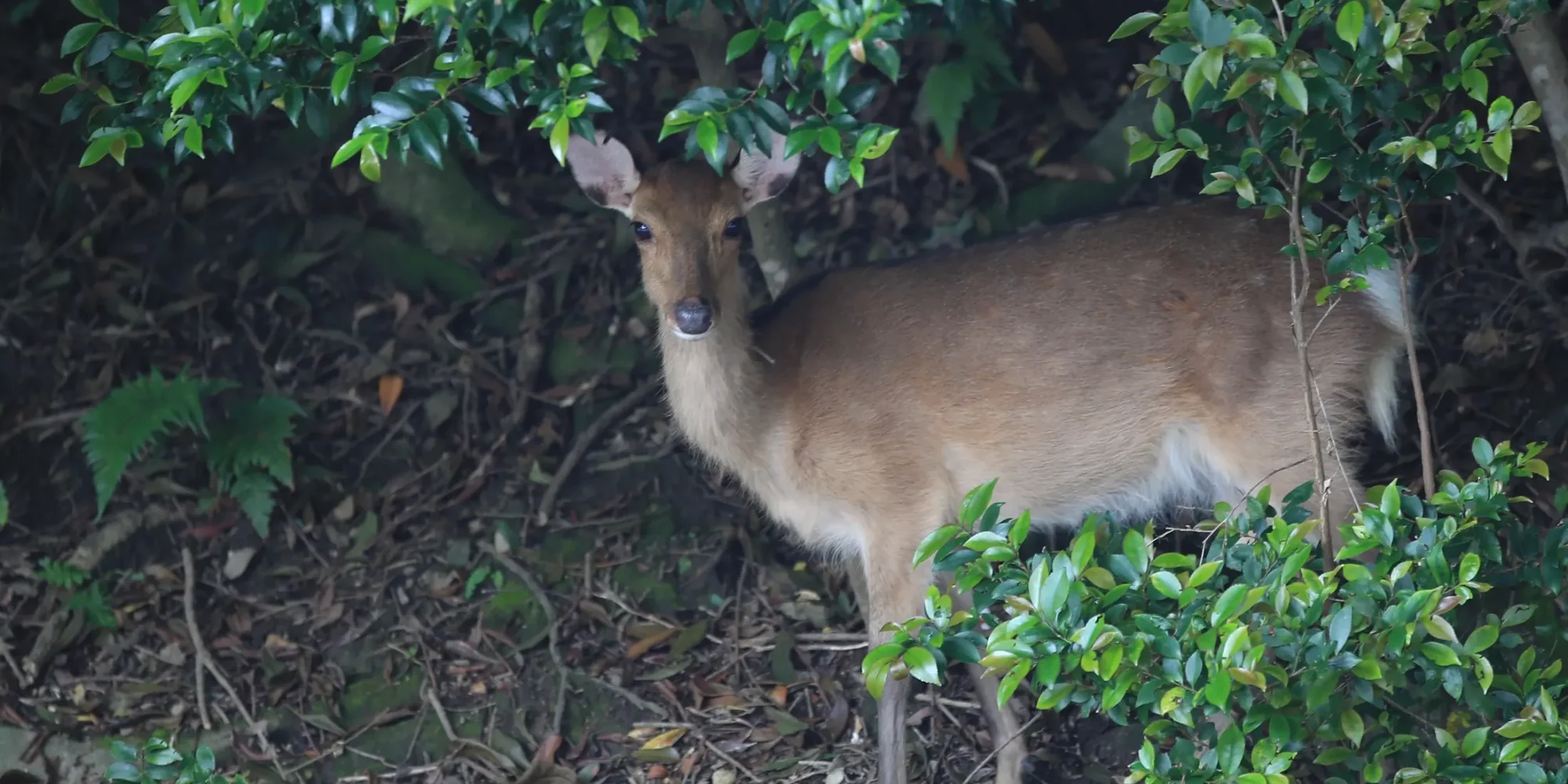 natural-deer-1