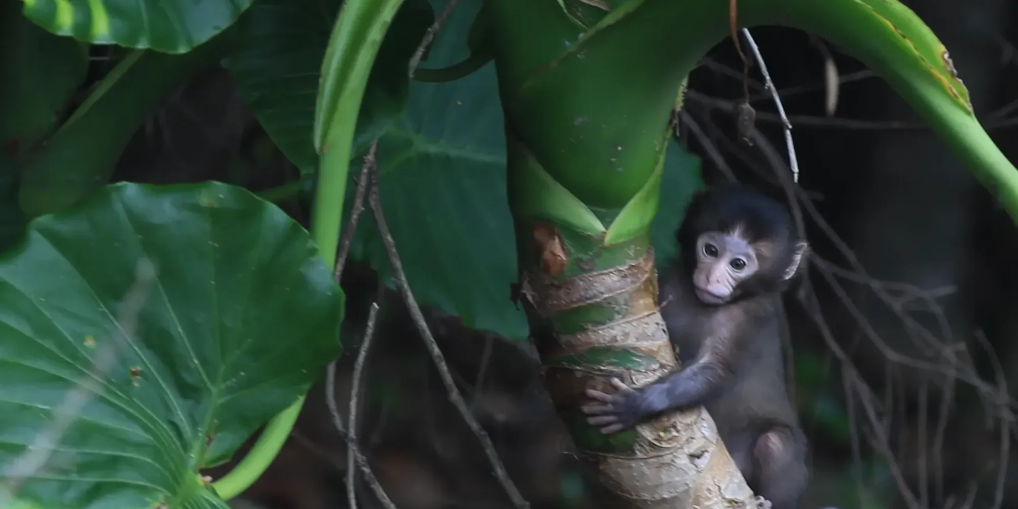 natural-monkey-1